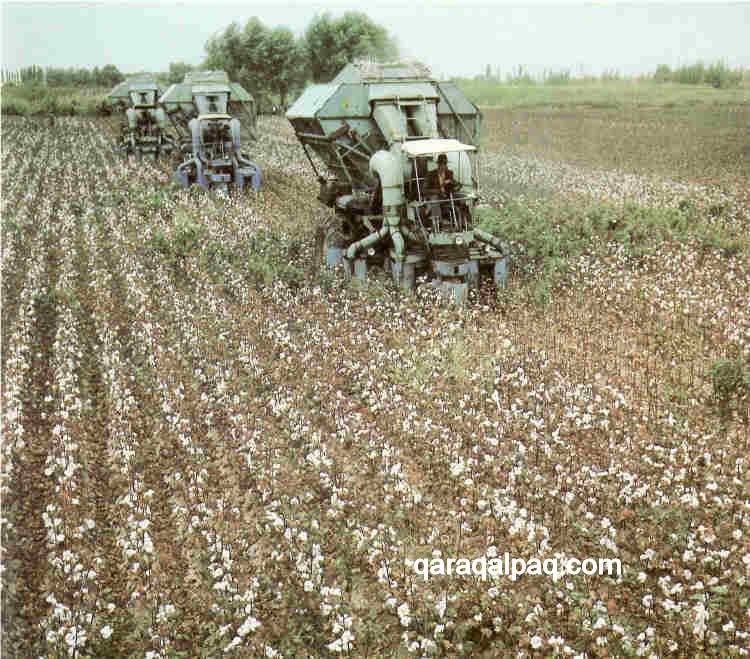 Machine-harvesting
