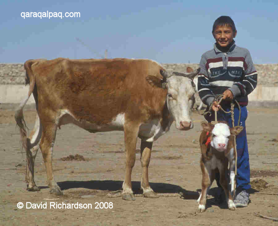 Young Qaraqalpaq boy with cow and calf