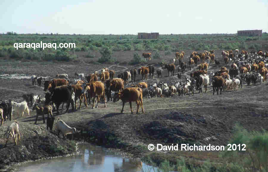 Mixed cattle and goat herd