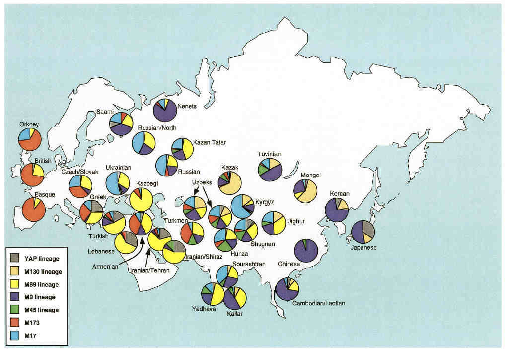 Y chromosome haplotypes