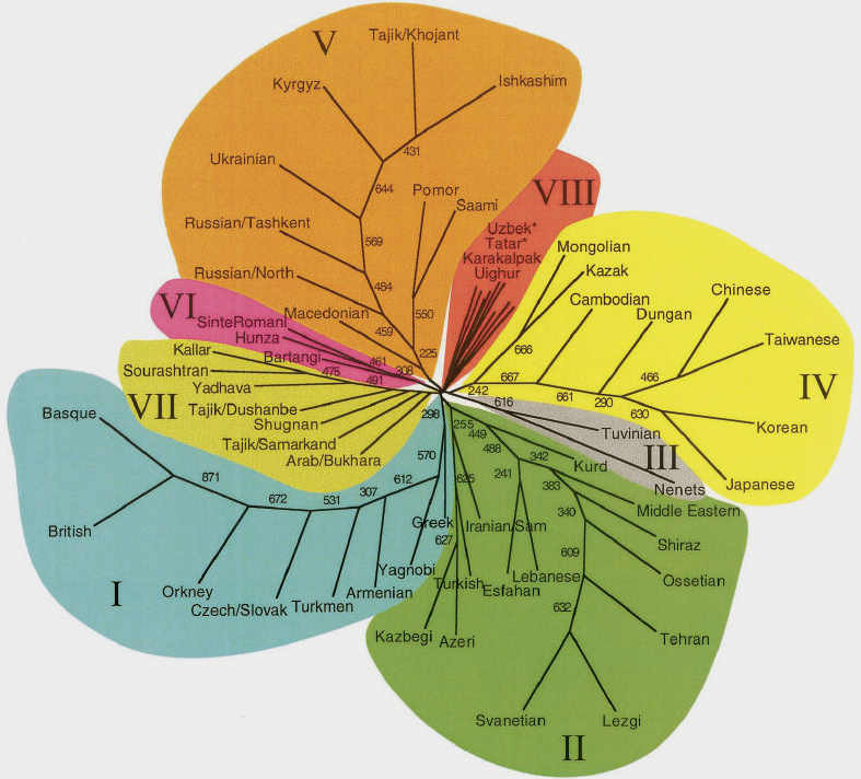 Genetic tree of Eurasian populations