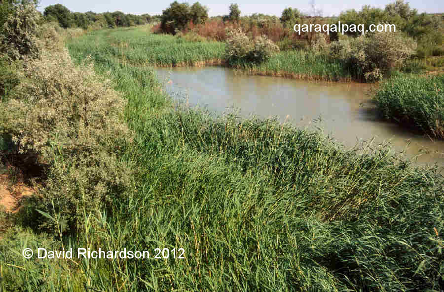 Reed-choked canal close to Aral awil