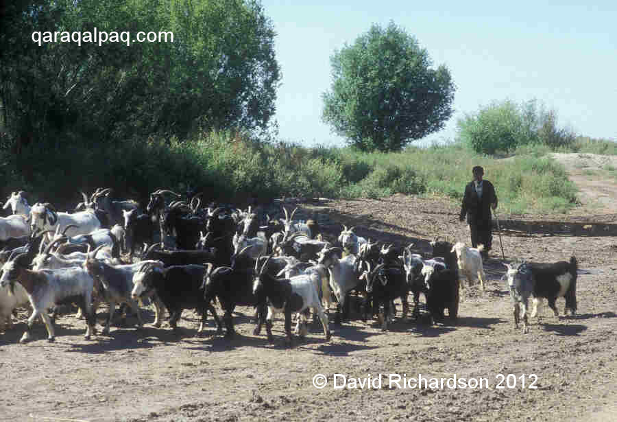 Qaraqalpaq goat herder