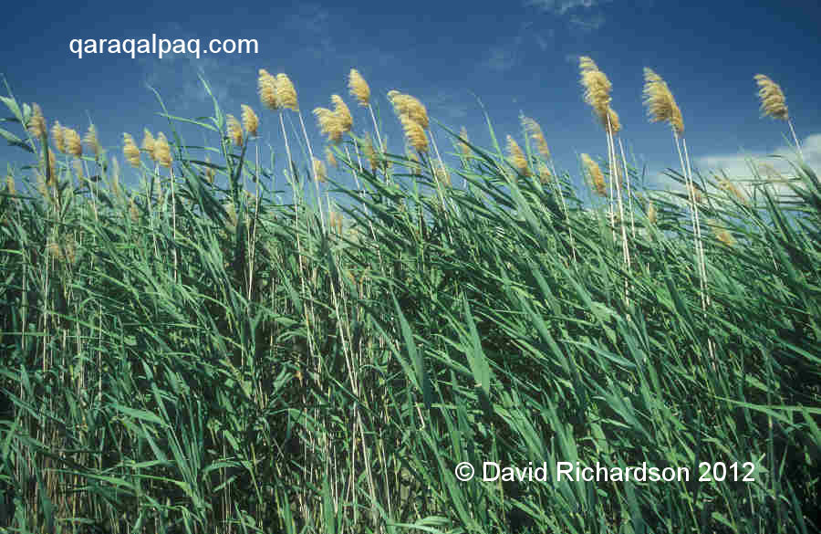 Reedbed in the Aral delta