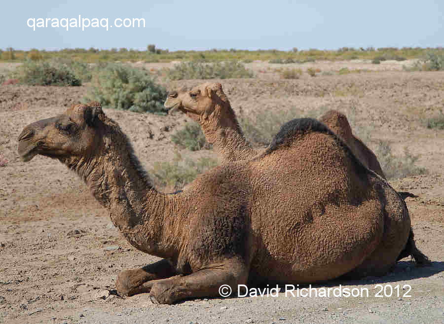 Camels in the northern Amu Darya delta