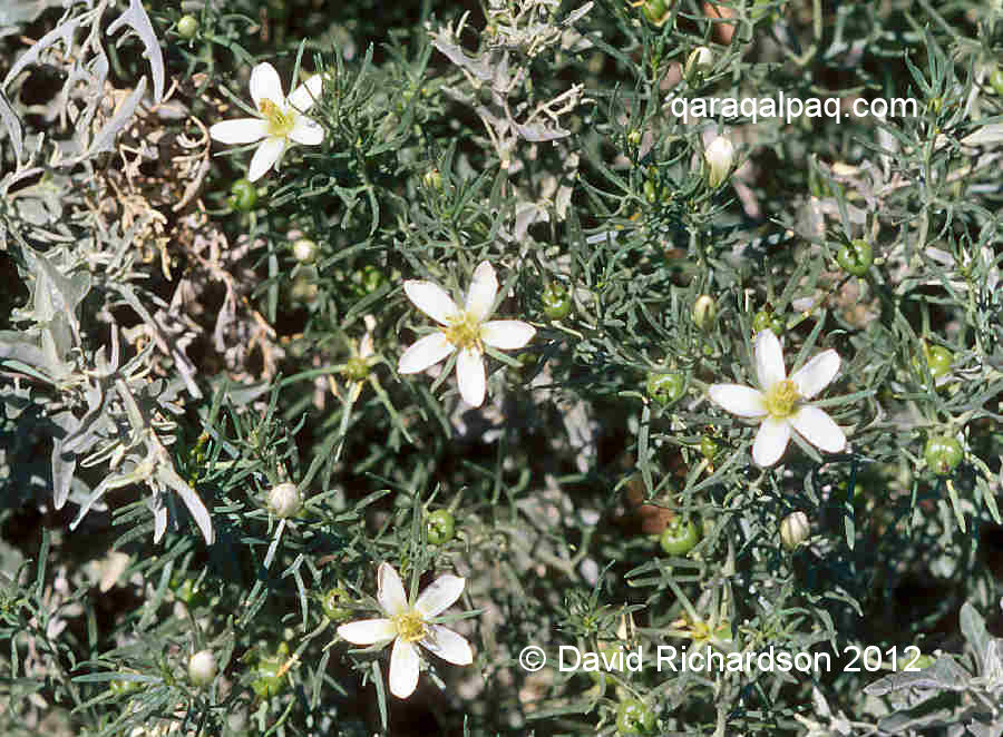 Wild flowers