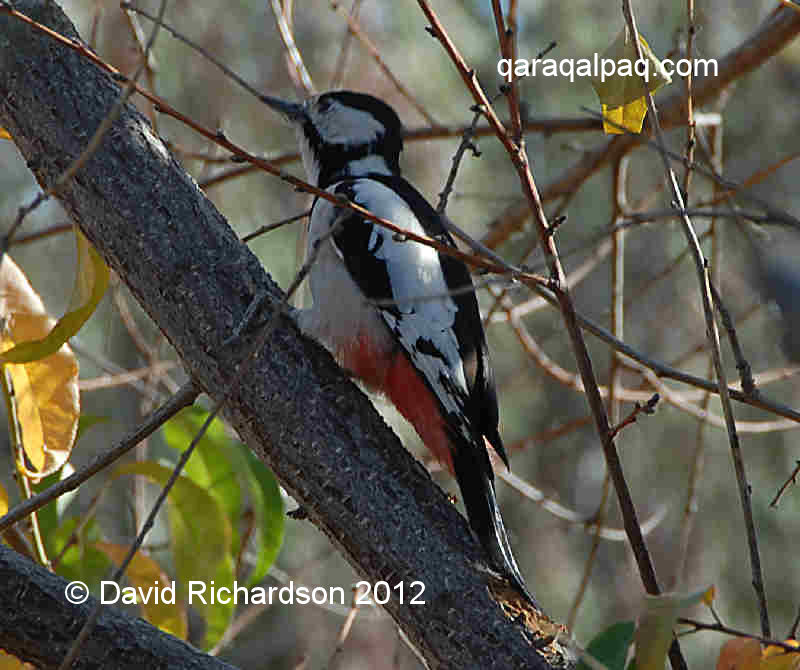 Great Spotted Woodpecker