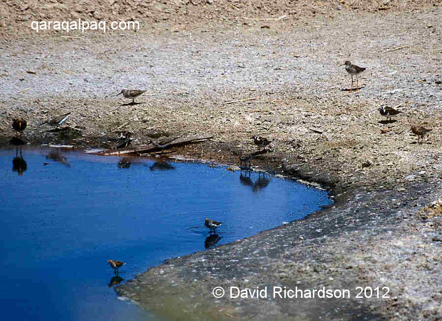 Waders at Moynaq