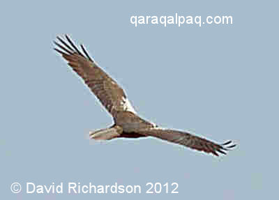 Common Buzzard