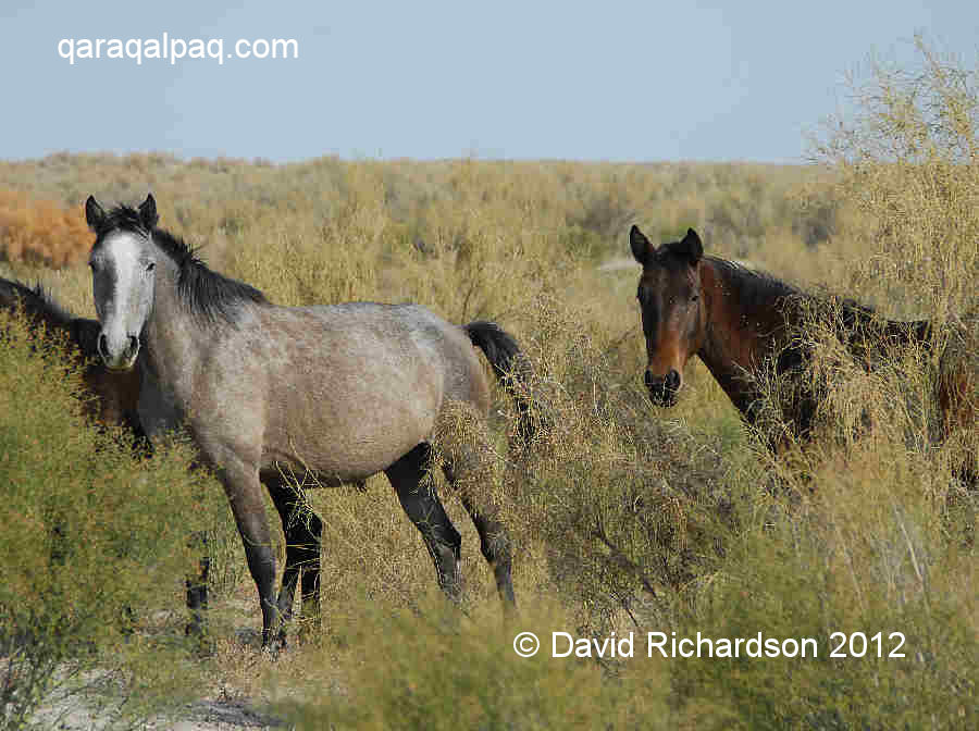 Feral Horses